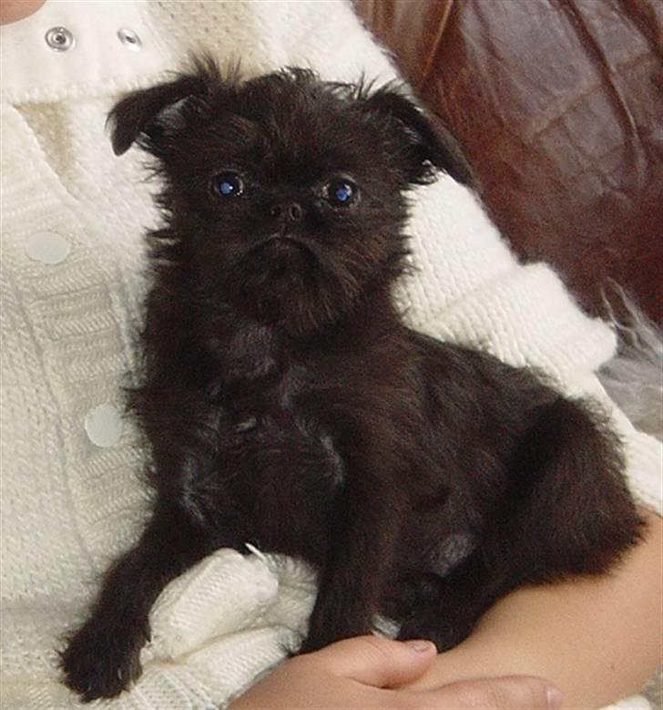 Griffon bruxellois Rosa - Ny lillesøster til Rosa ! billede 11