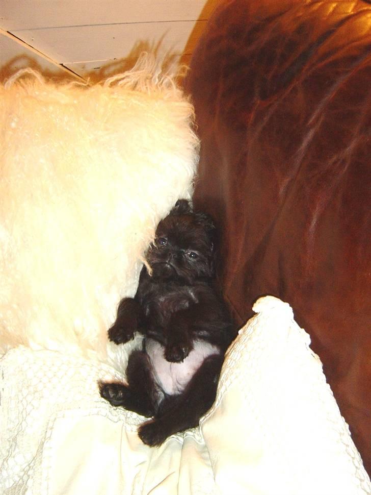 Griffon bruxellois Rosa - se min smukke navle ;-) billede 12