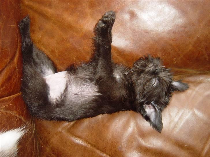 Griffon bruxellois Rosa - ......sådan slapper jeg bedst af !!! billede 13