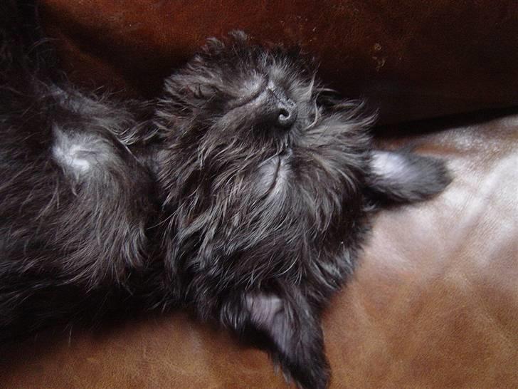 Griffon belge Molly - .............snoooork !!! billede 3