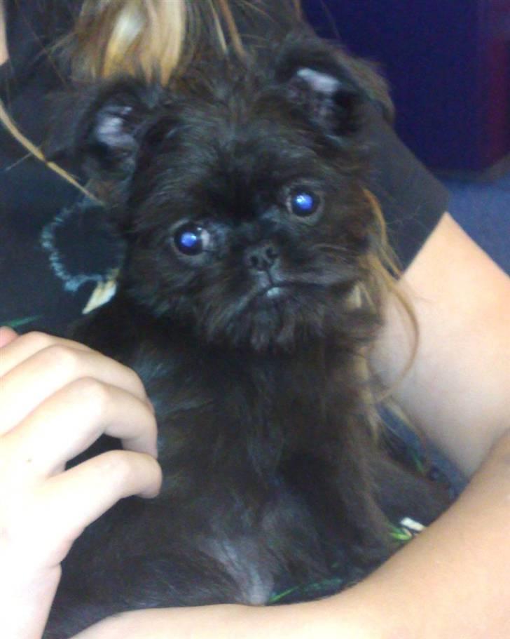 Griffon belge Molly billede 6