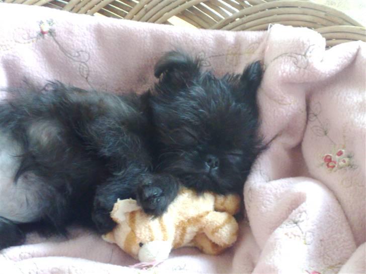 Griffon belge Molly billede 7