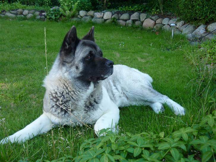 American Akita Suki billede 1