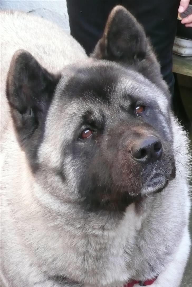 American Akita Suki billede 2