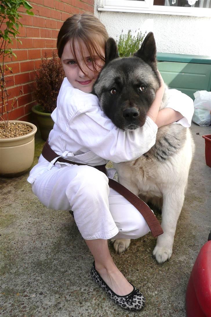 American Akita Suki billede 3