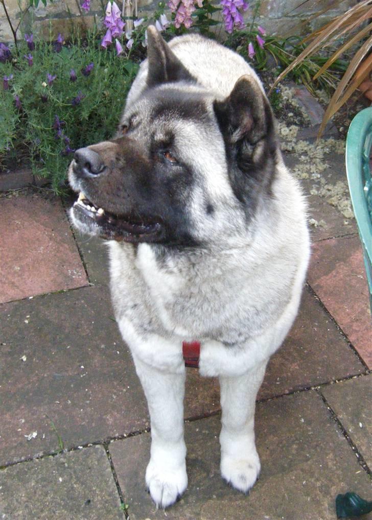 American Akita Suki billede 4