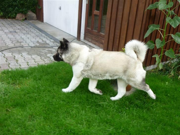 American Akita Suki billede 5