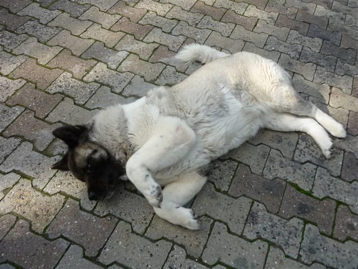 American Akita Suki billede 6