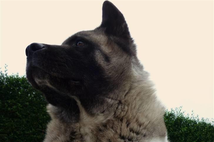 American Akita Suki billede 7