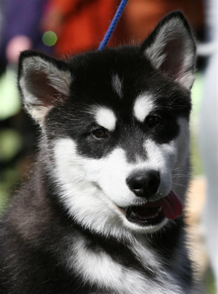 Alaskan malamute Jet - Jet 15 uger billede 19