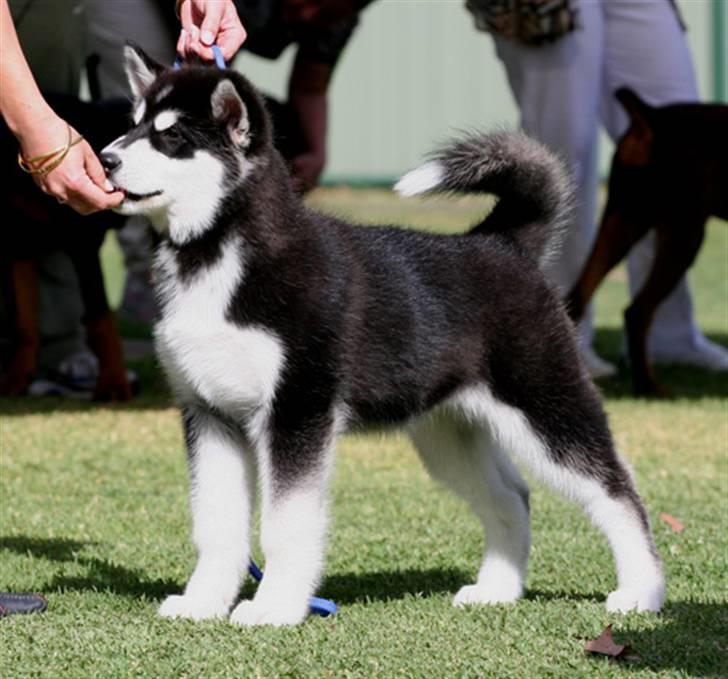 Alaskan malamute Jet - Jet 15 uger billede 20