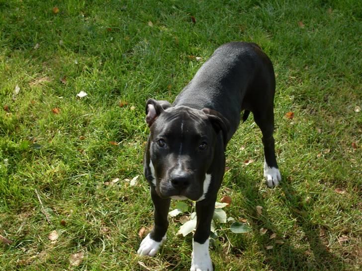 Amerikansk staffordshire terrier Chicco - En uge efter jeg fik ham :) han har fået en del mere sul på kroppen nu. billede 13