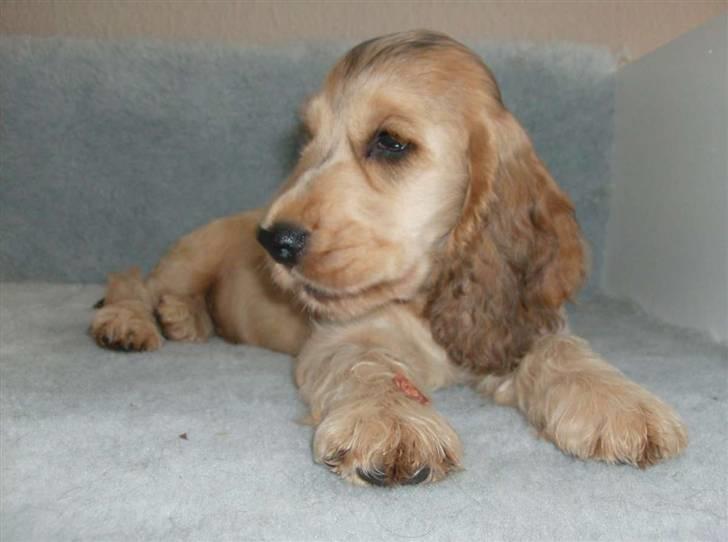 Cocker spaniel Jason (Zobel Gylden) - Jason med et tyggeben billede 1