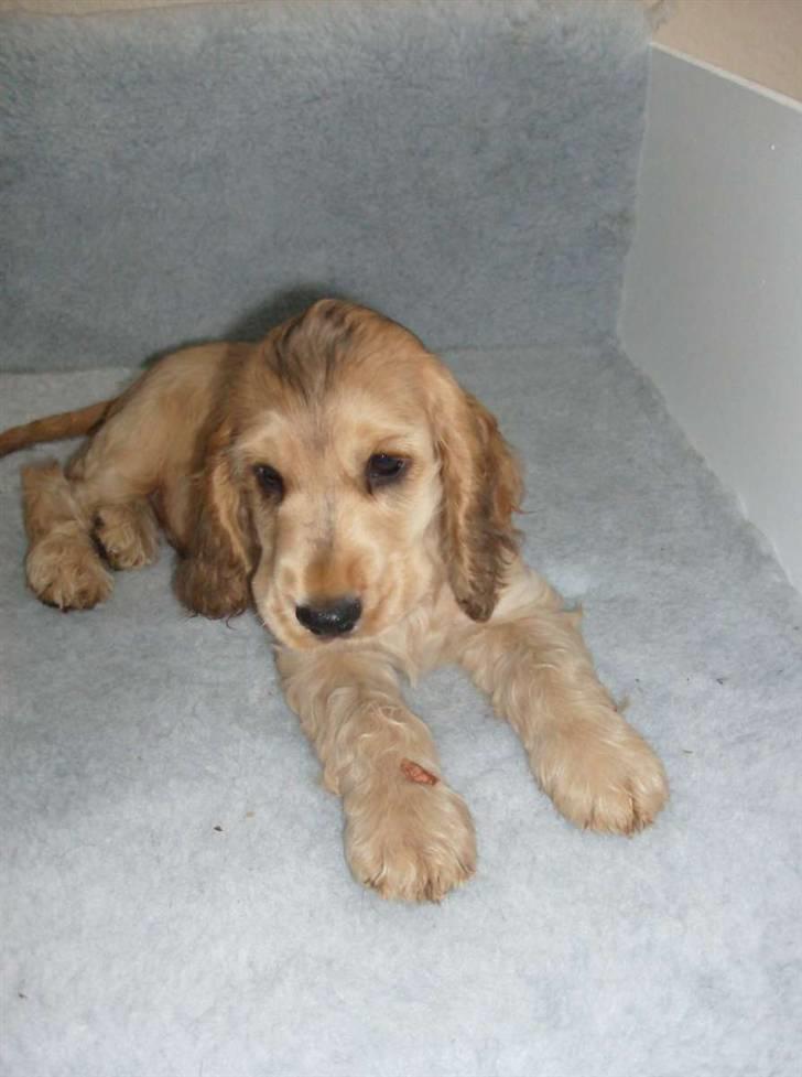 Cocker spaniel Jason (Zobel Gylden) - Jason med et tyggeben billede 2