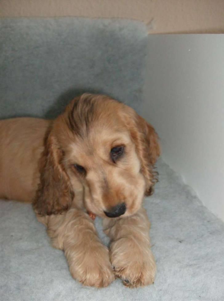 Cocker spaniel Jason (Zobel Gylden) - Jason med et tyggeben billede 3