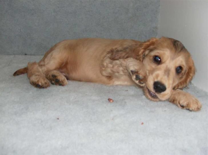 Cocker spaniel Jason (Zobel Gylden) - Jason med et tyggeben billede 4