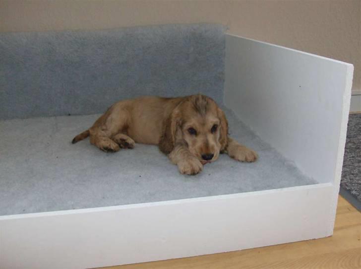 Cocker spaniel Jason (Zobel Gylden) - Jason med et tyggeben billede 5