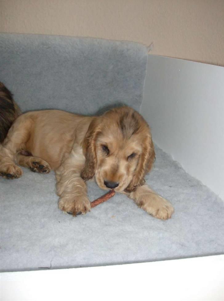 Cocker spaniel Jason (Zobel Gylden) - Jason med et tyggeben billede 6