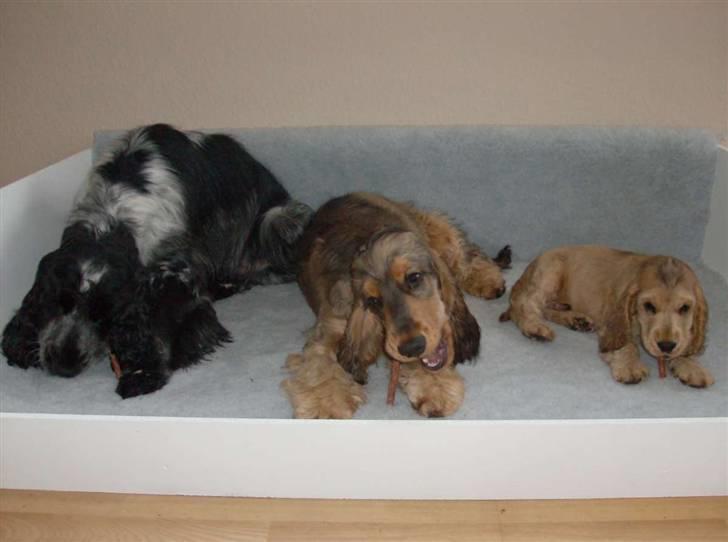 Cocker spaniel Jason (Zobel Gylden) - Fra venstre mod højre: Aldur - Indi - Jason billede 7