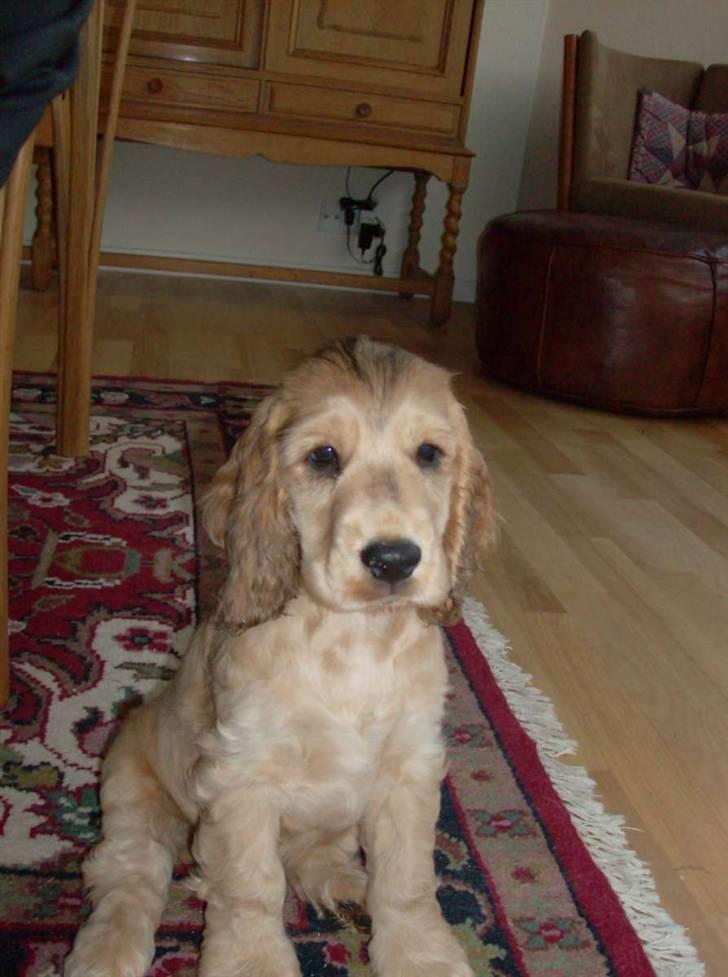 Cocker spaniel Jason (Zobel Gylden) billede 8