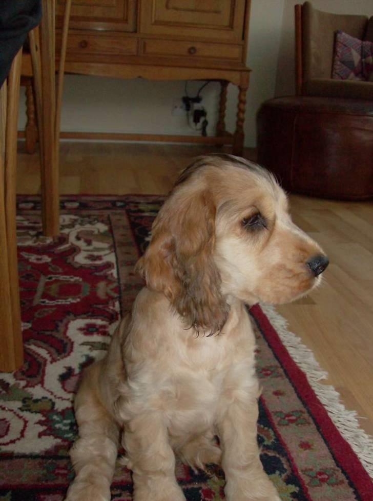 Cocker spaniel Jason (Zobel Gylden) billede 9