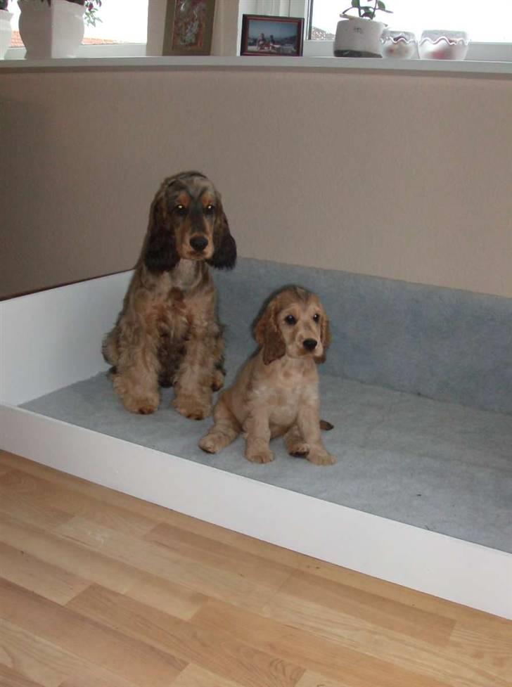 Cocker spaniel Jason (Zobel Gylden) - Indi og Jason billede 10