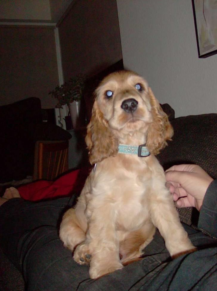 Cocker spaniel Jason (Zobel Gylden) - Billeder af hunde ...