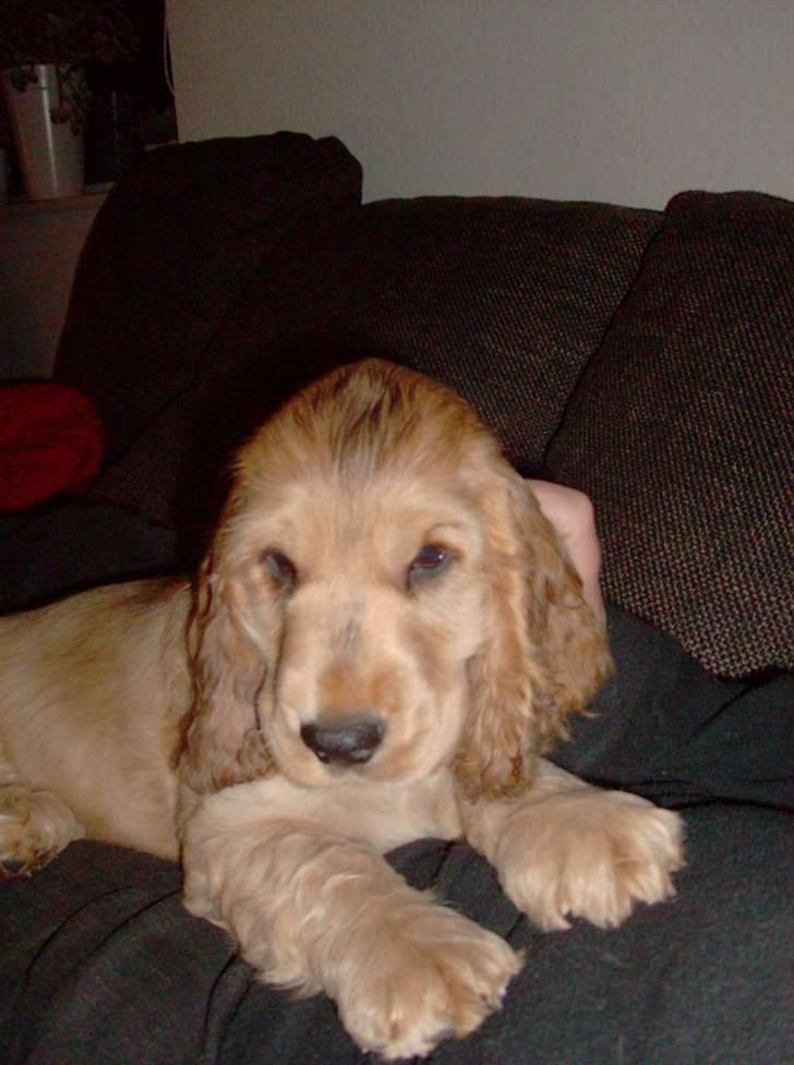 Cocker spaniel Jason (Zobel Gylden) billede 12