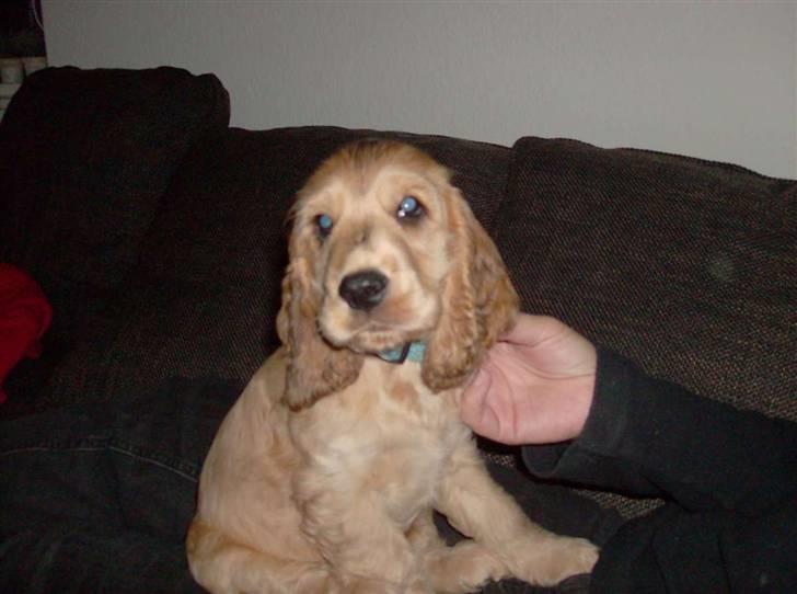 Cocker spaniel Jason (Zobel Gylden) - Billeder af hunde ...