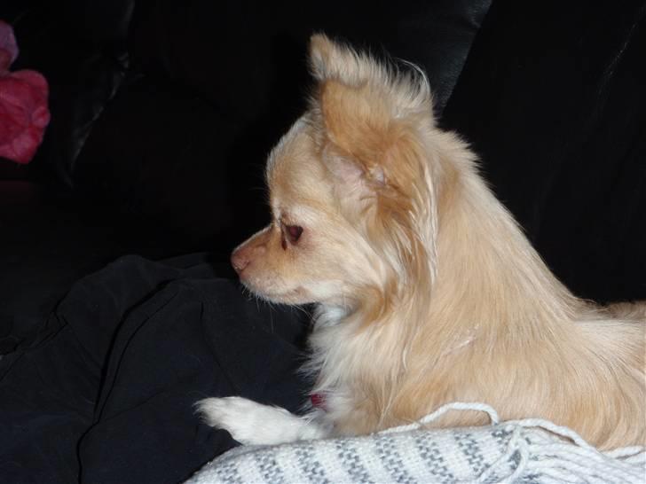 Chihuahua Rødebro´s Mitzi *DKCH - DECH* - Mitzi. billede 11