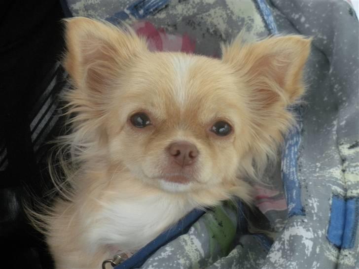 Chihuahua Rødebro´s Mitzi *DKCH - DECH* billede 12