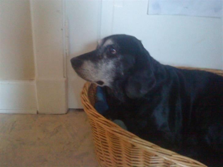 Labrador retriever Zita (Formel 1)R.I.P billede 1