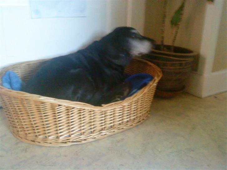 Labrador retriever Zita (Formel 1)R.I.P billede 2