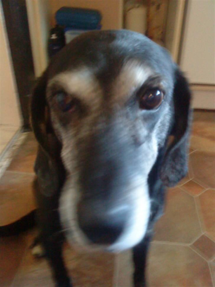 Labrador retriever Zita (Formel 1)R.I.P billede 3