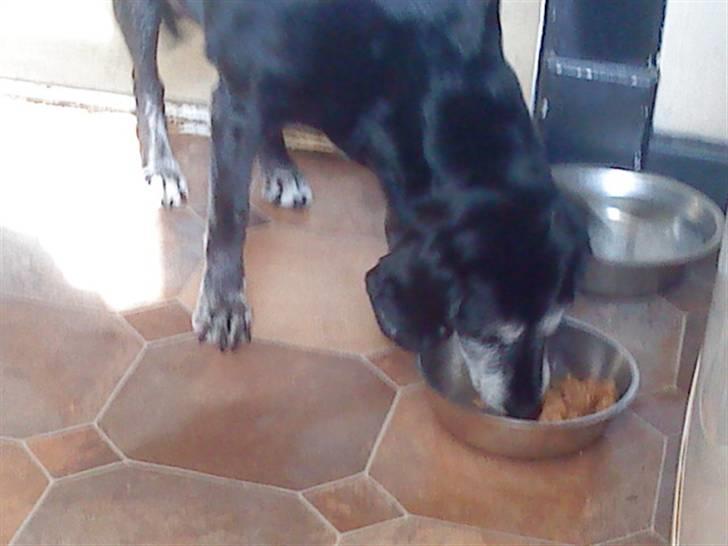 Labrador retriever Zita (Formel 1)R.I.P billede 4
