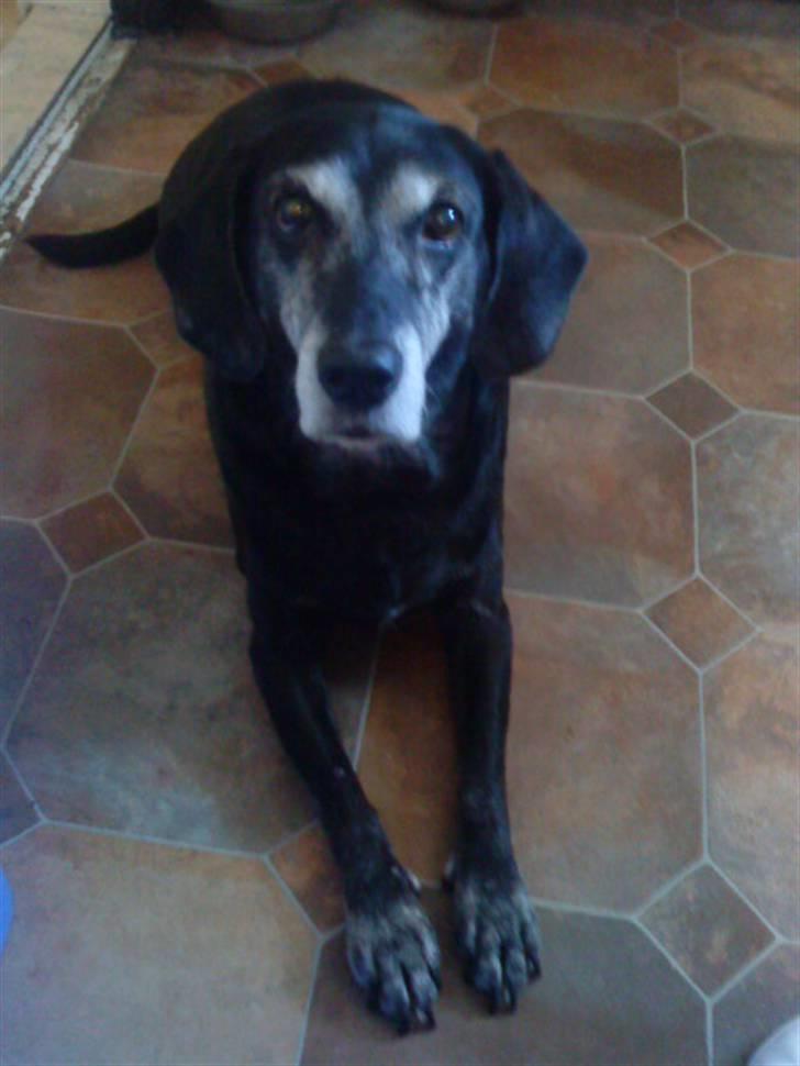 Labrador retriever Zita (Formel 1)R.I.P billede 5