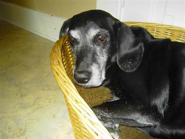 Labrador retriever Zita (Formel 1)R.I.P billede 6