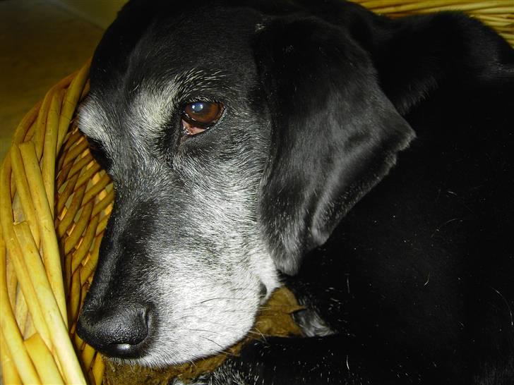 Labrador retriever Zita (Formel 1)R.I.P billede 7