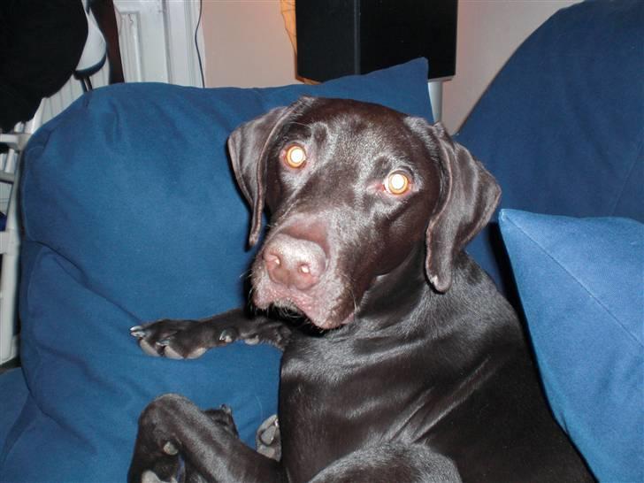 Blanding af racer Laban billede 1