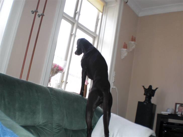 Blanding af racer Laban billede 5