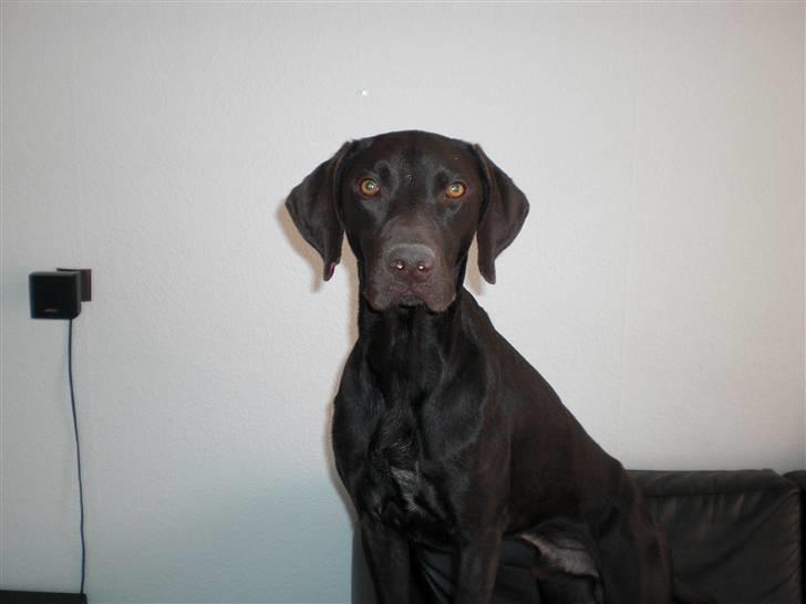 Blanding af racer Laban billede 6