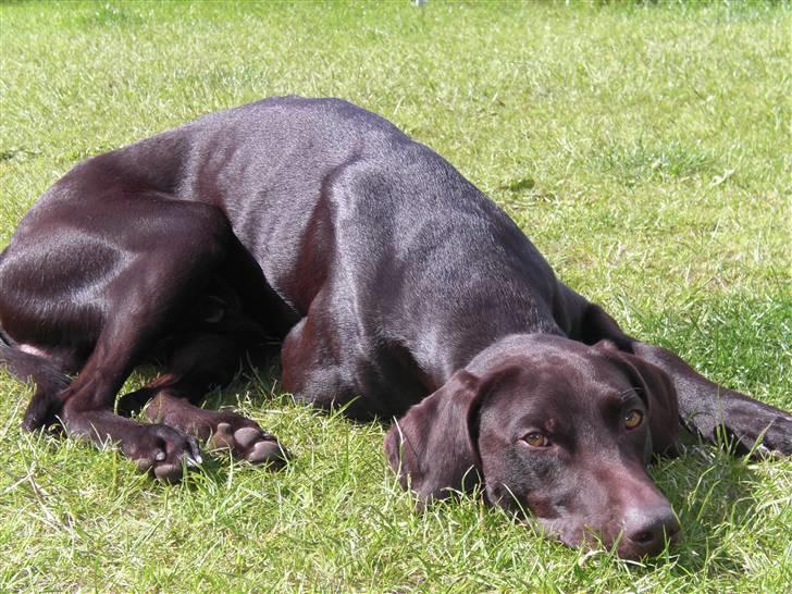 Blanding af racer Laban billede 9