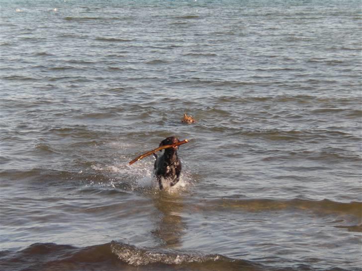 Blanding af racer Laban billede 13