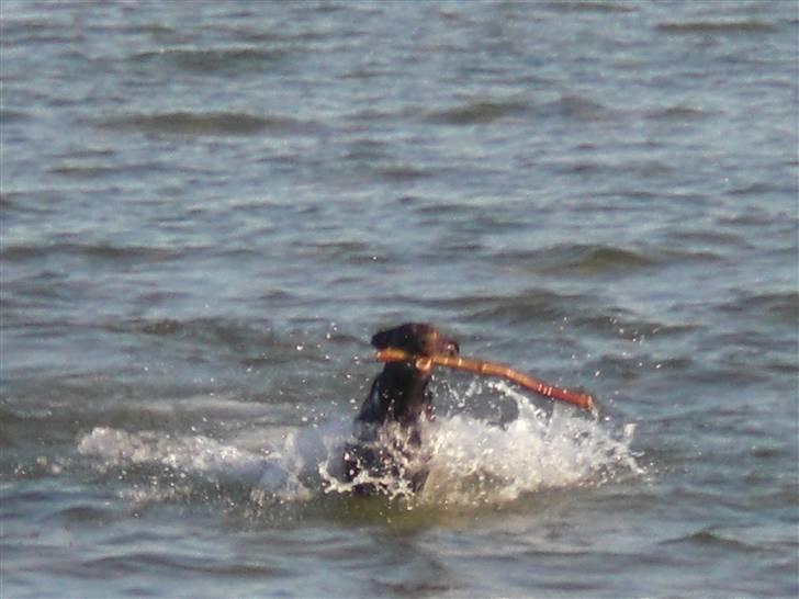 Blanding af racer Laban billede 14