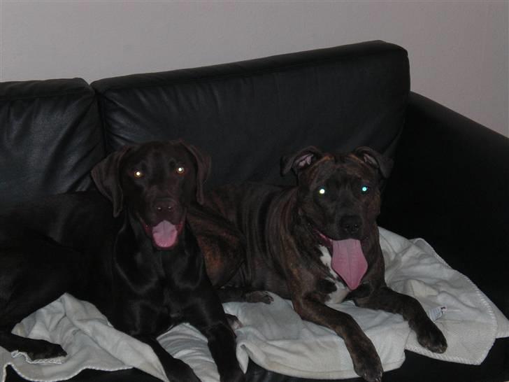 Blanding af racer Laban billede 15