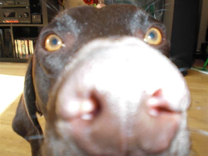 Blanding af racer Laban billede 16