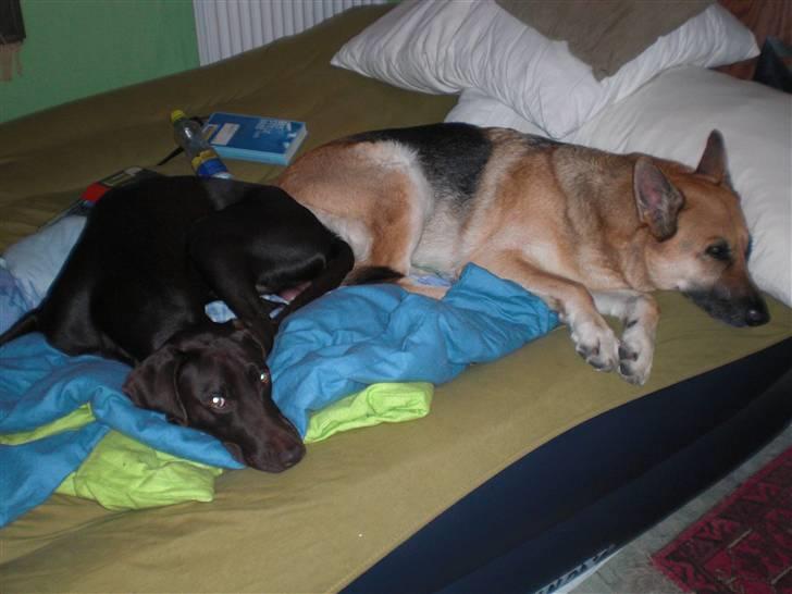 Blanding af racer Laban billede 17