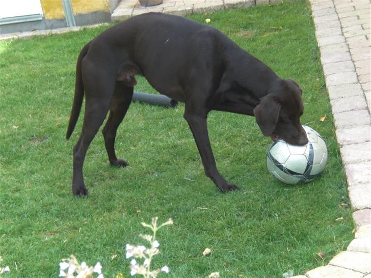 Blanding af racer Laban billede 20