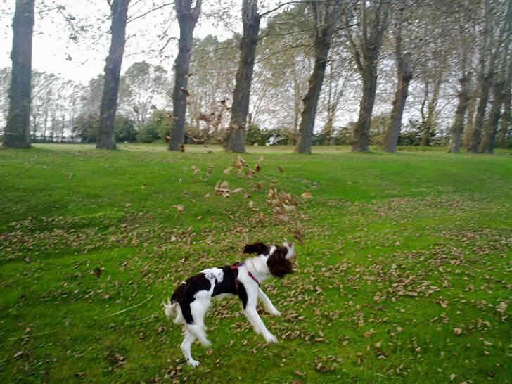 Engelsk springer spaniel Kiara R.I.P  himmelhund  - jeg elsker blade  billede 13