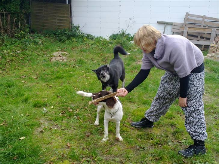 Engelsk springer spaniel Kiara R.I.P  himmelhund  - hey jeg vil ha min pind  giv mig den Janni  billede 14